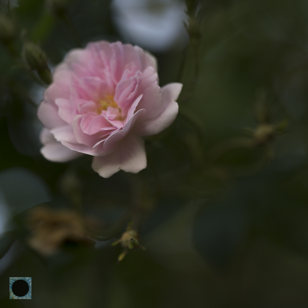  DSC3905