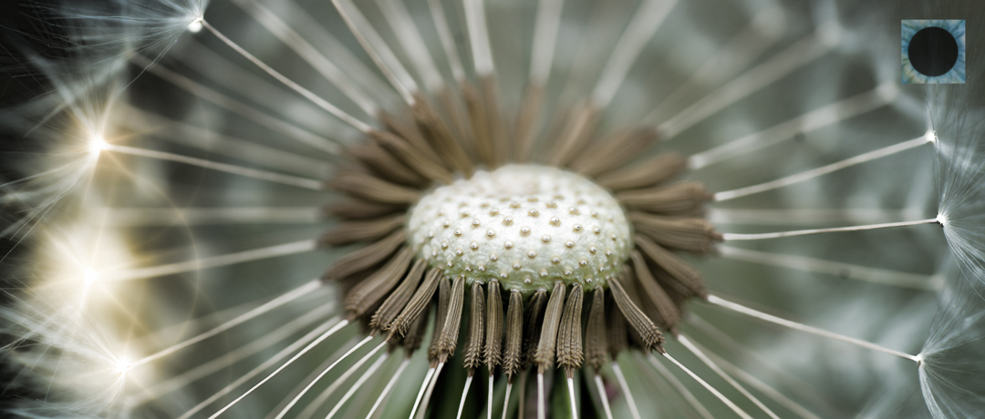 Taraxacum Stars.