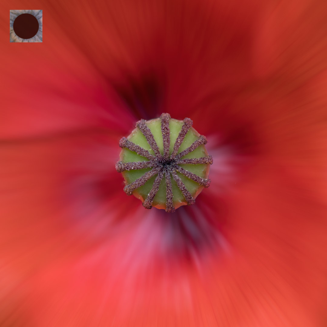 Poppy Blur.