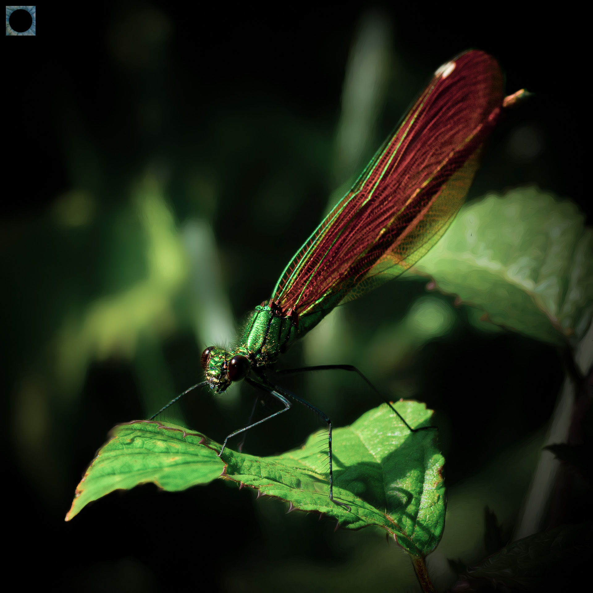 Beautiful Demoiselle