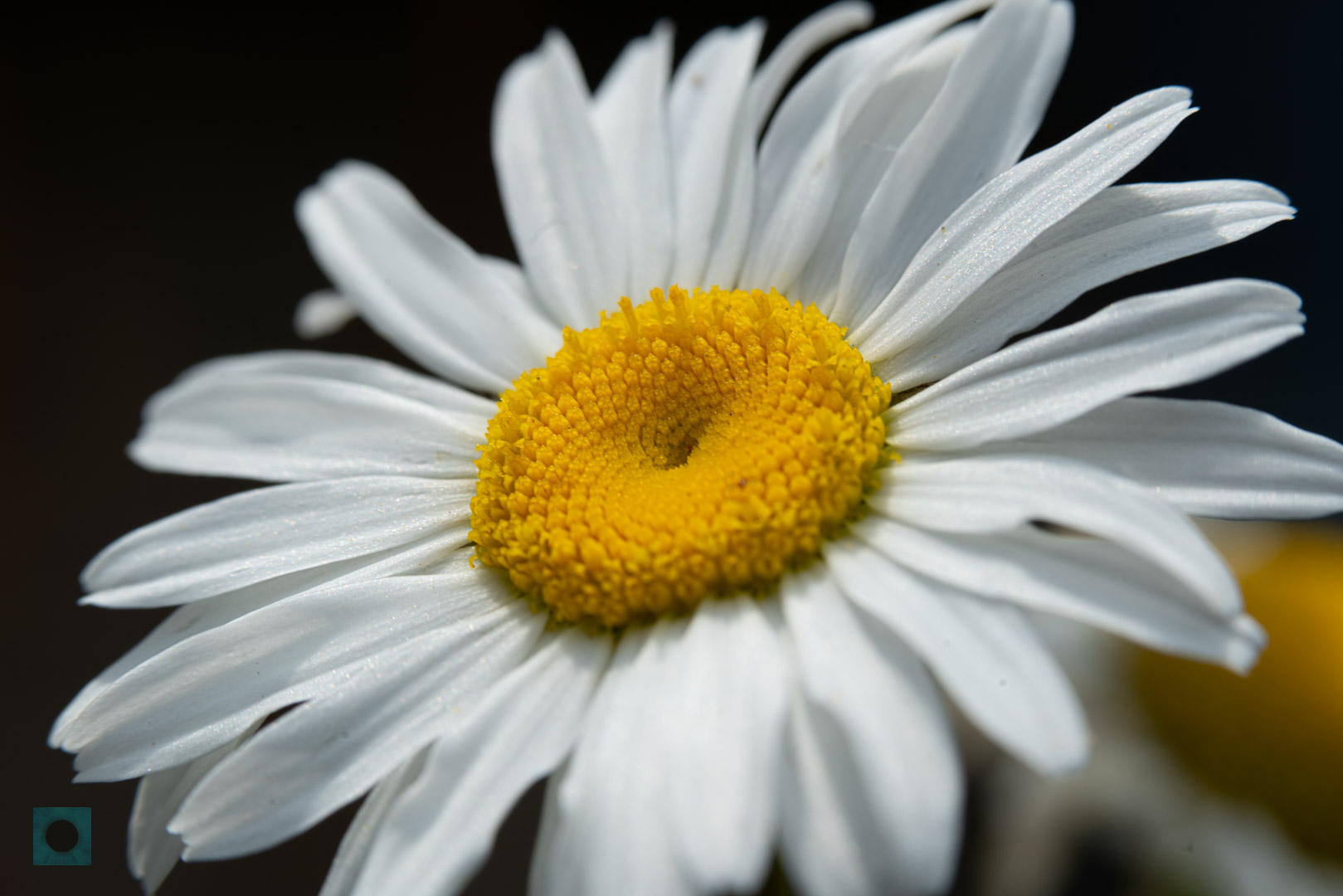Oxeye