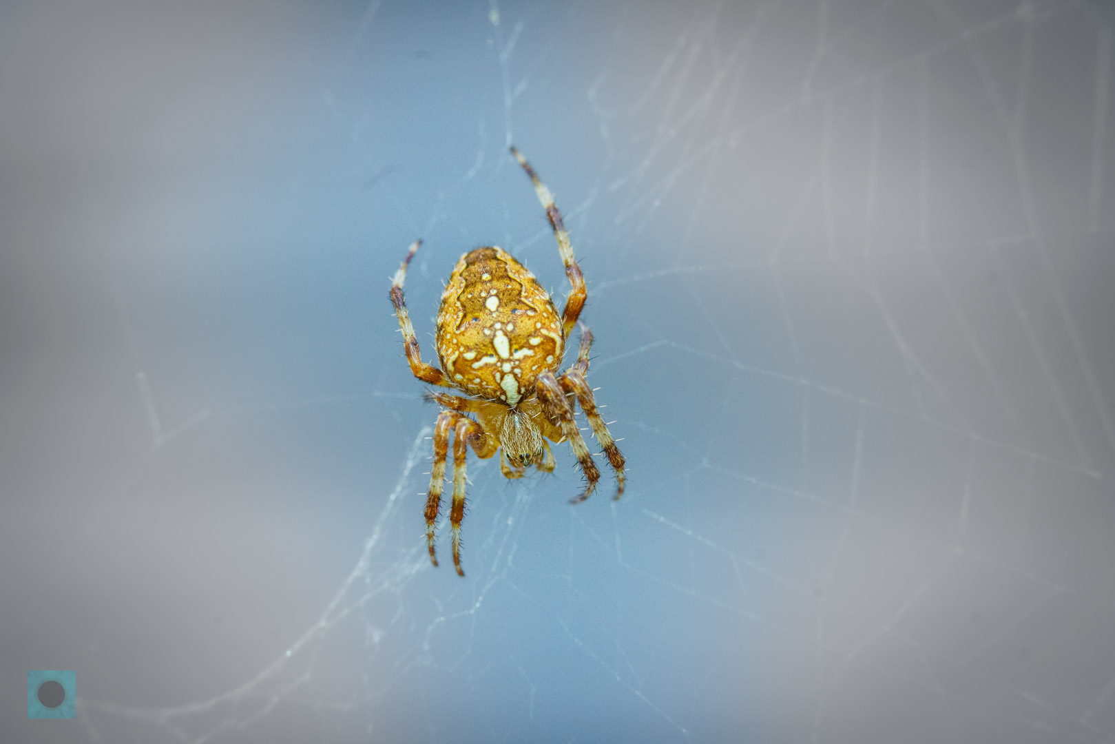 Araneus diadematus