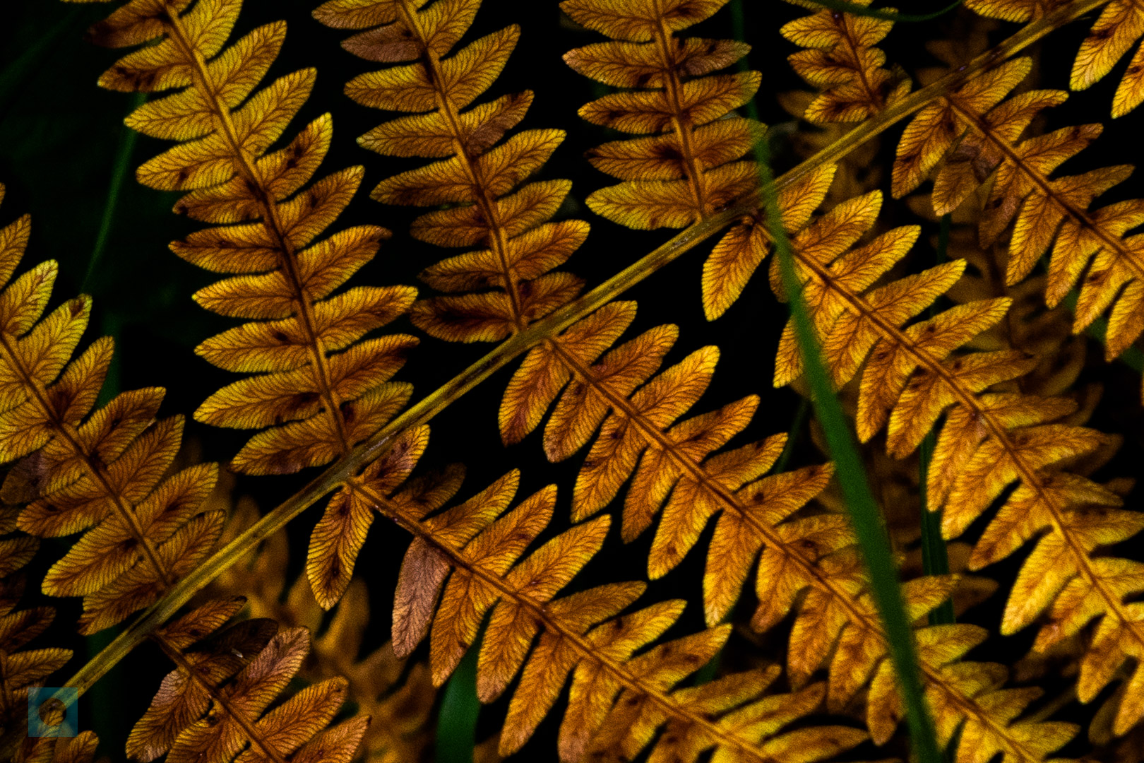 Bracken