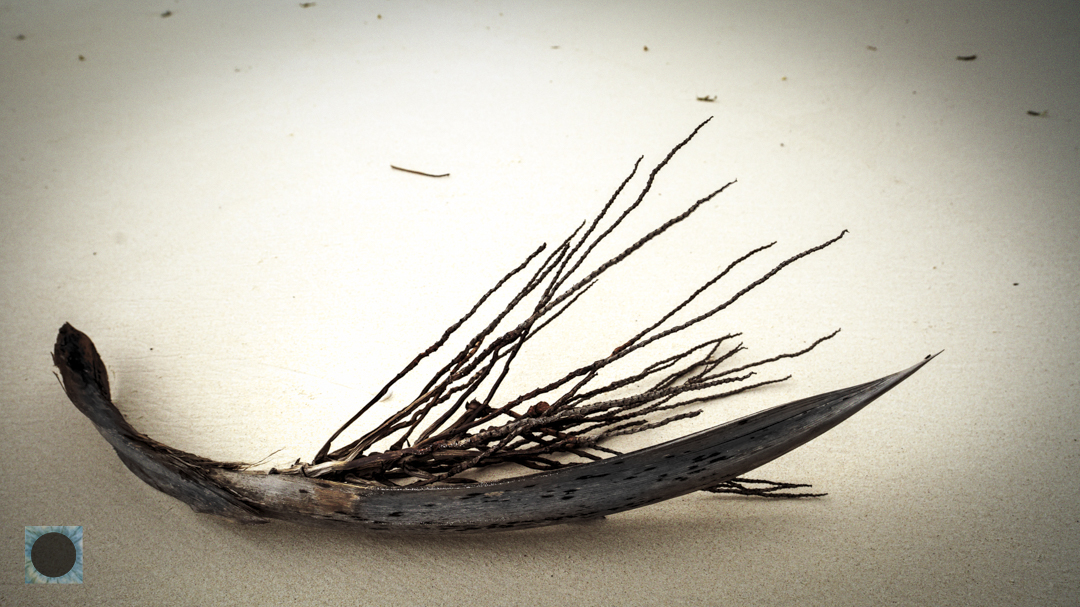 Seychelles Seed