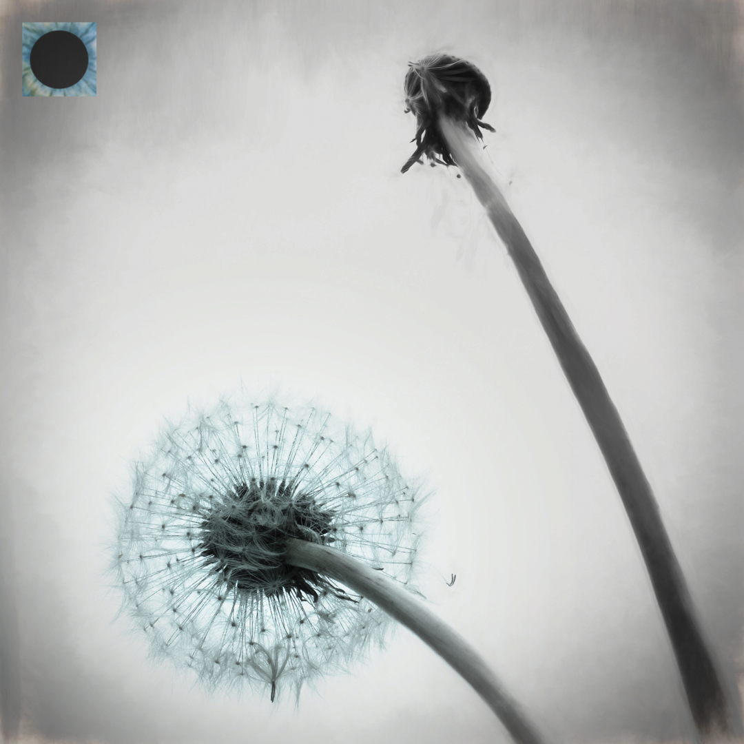 Taraxacum