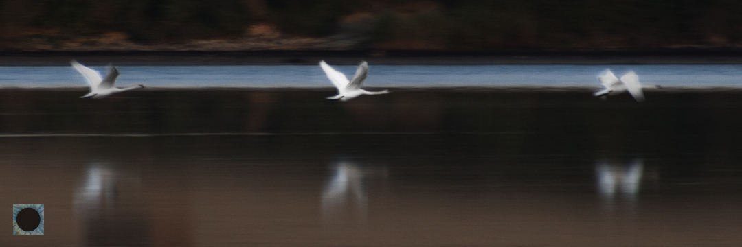 Swans Over Fleet