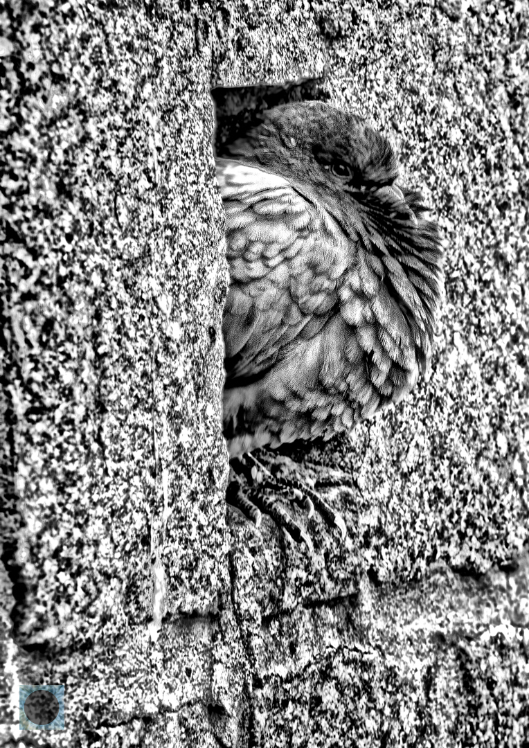 Stonewall Pigeon