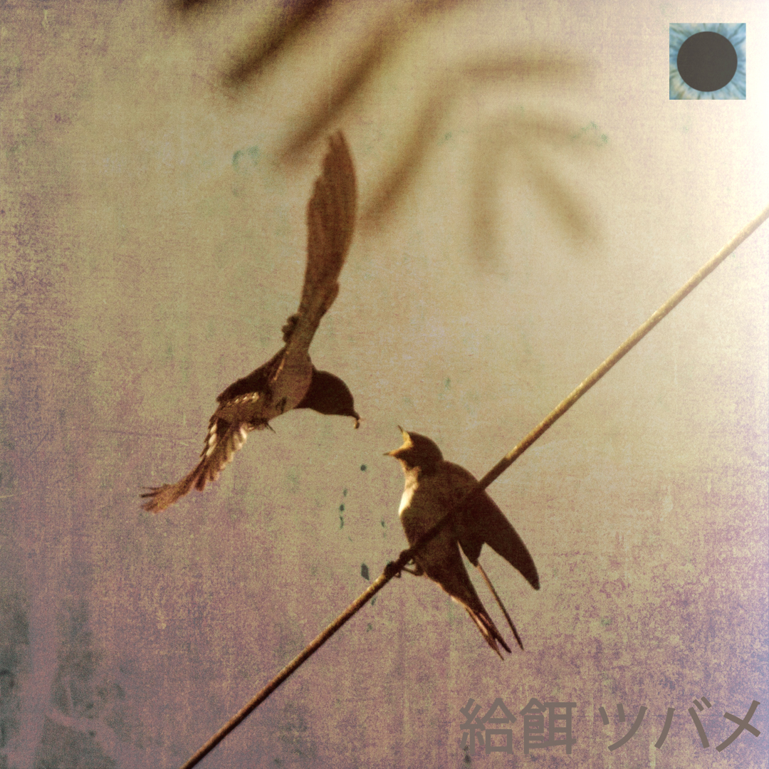 Feeding Swallow - Tryptic pt3