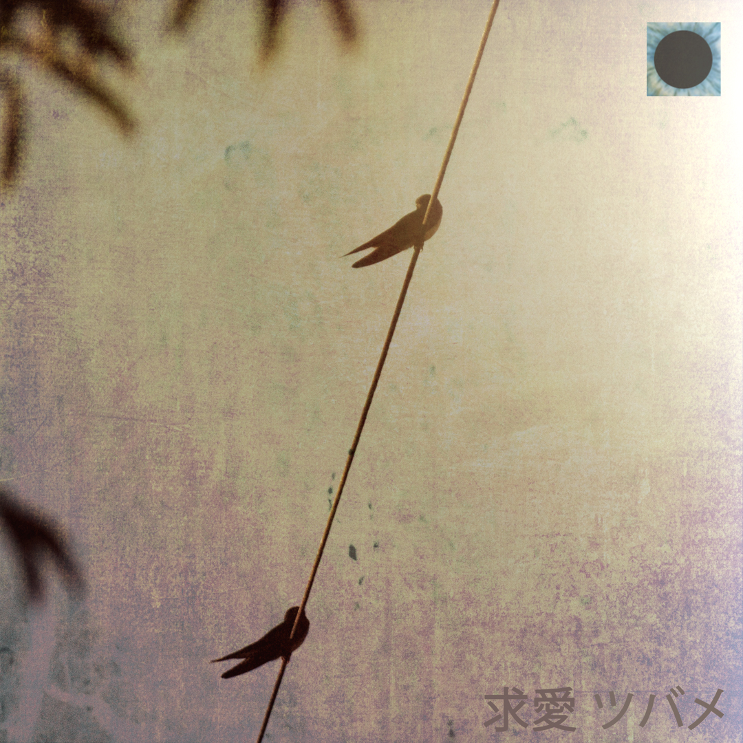 Mating  Swallow - Tryptic pt1