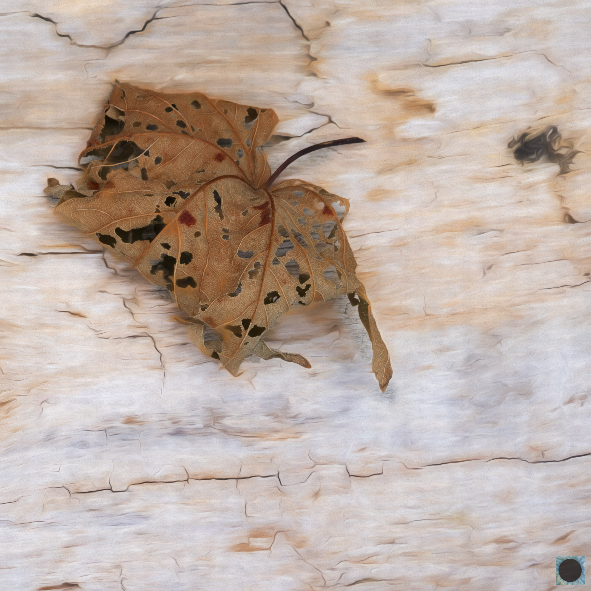 Dried Leaf Salty Log