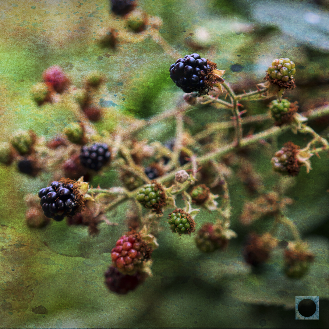 Bramble 1
