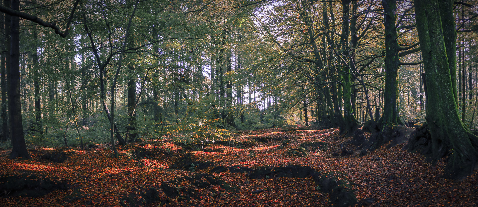 The Copper Path