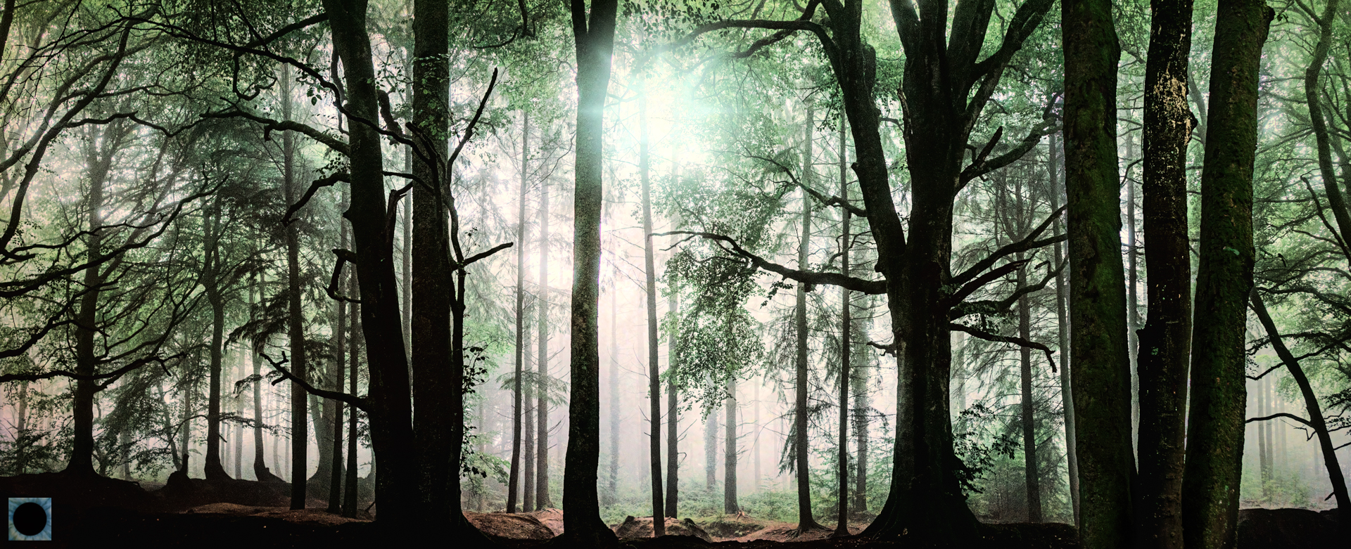 Forest Sunrise
