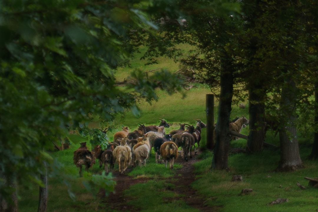 Soay above the drive.