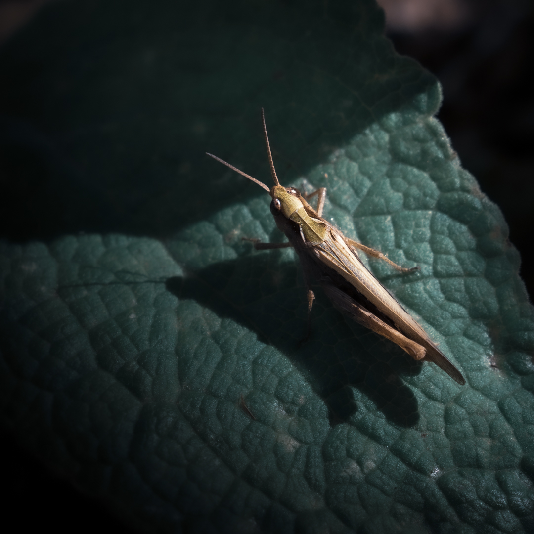 At rest.