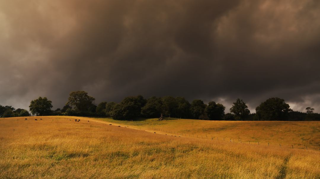 Golden Meadows