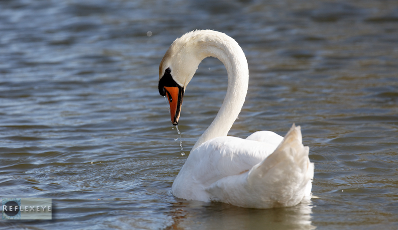 Swan