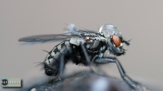 Wet fly 1