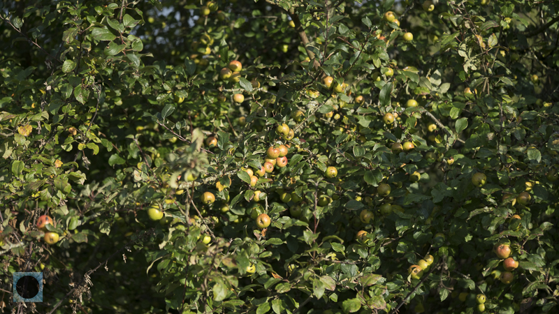  DSC5171
