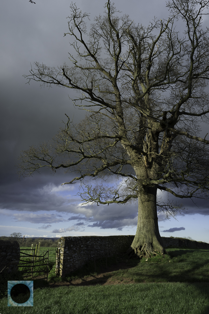 Hilly-Head Oaks