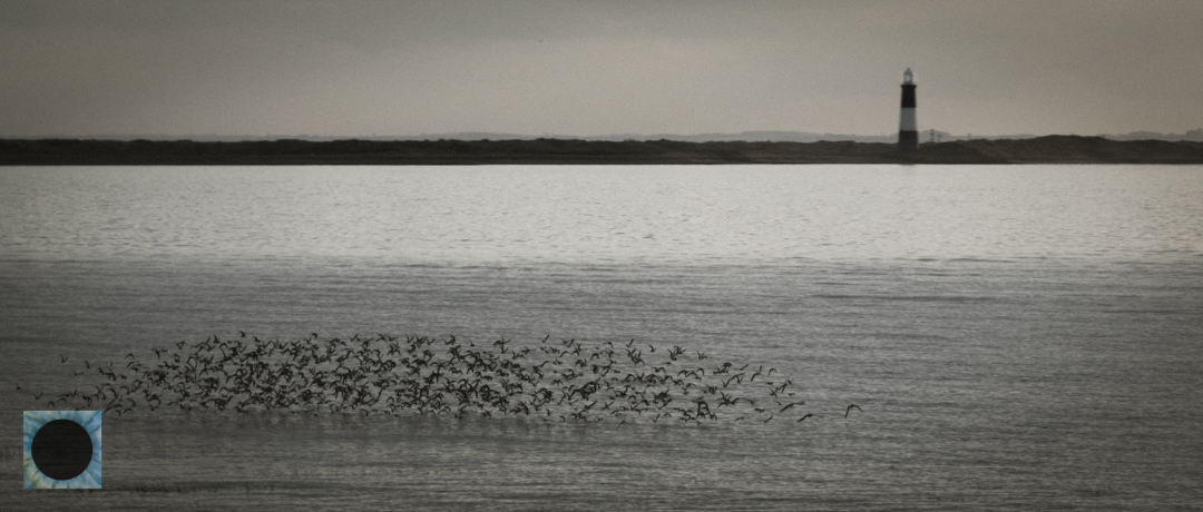 Spurn Flock.